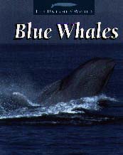 Blue Whales cover