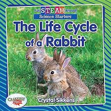 The Life Cycle of a Rabbit